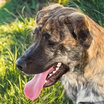 Ali -  Shepherd and Labrador Retriever Dog for Adoption in Kingman, Arizona - Ali | PetCurious