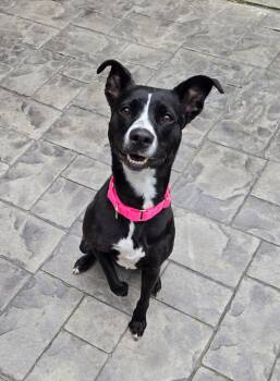 Rescue Border Collie Dogs for Adoption in Poughkeepsie, New York - Ashley | PetCurious
