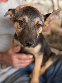 German Shepherd Dog and Australian Kelpie Dogs Available for Adoption in Gilbert, Arizona - Winston | PetCurious