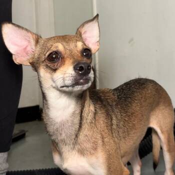 Chihuahua Dogs Available for Adoption - Sally | PetCurious
