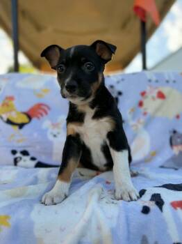 Ella -  Australian Cattle Dog Blue Heeler and Mixed Breed Dog for Adoption in Dysart, Iowa - Ella | PetCurious