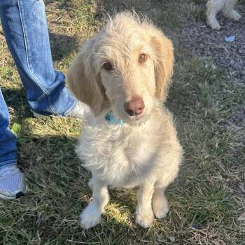 Mo -  Golden Retriever and Poodle Dog for Adoption in Council Bluffs, Iowa - Mo | PetCurious