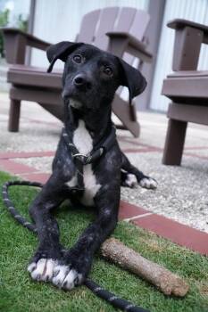 Rescue Greyhound Dogs for Adoption in Carolina, Carolina - Goodie - The Comeback Kid | PetCurious