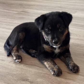 Poppy -  Terrier and Mixed Breed Dog for Adoption in Sunrise, Florida - Poppy | PetCurious