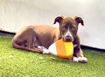 Pit Bull Terrier Dogs Available for Adoption - Linkin | PetCurious