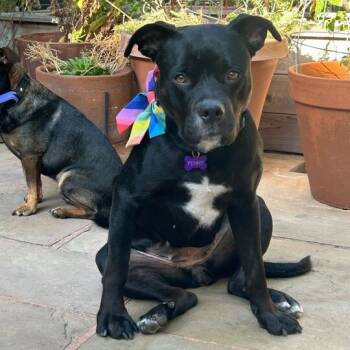 Rescue Staffordshire Bull Terrier and Mixed Breed Dogs for Adoption in Turlock, California - Penny | PetCurious