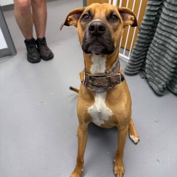 Boxer and Mixed Breed Dogs Available for Adoption in Roanoke, Virginia - Dill | PetCurious