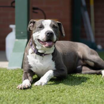 Pit Bull Terrier Dogs Available for Adoption in Evansville, Indiana - Luna Moon | PetCurious