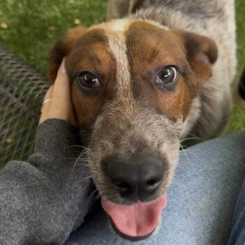 Cattle Dog Dogs Available for Adoption in Troy, Virginia - Queso | PetCurious