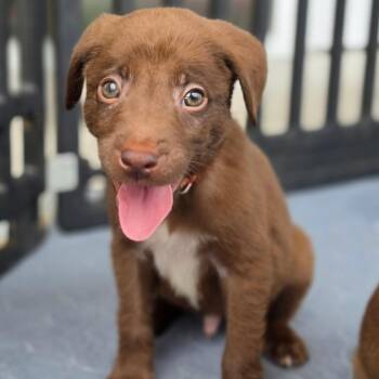 Chip -  Terrier and Border Collie Dog for Adoption in Poinciana, Florida - Chip | PetCurious