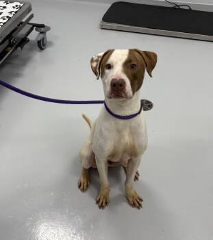 Pedro -  English Pointer and Pit Bull Terrier Dog for Adoption in Bourbonnais, Illinois - Pedro | PetCurious