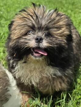 Skipper -  Lhasa Apso Dog for Adoption in Terre Haute, Indiana - Skipper | PetCurious