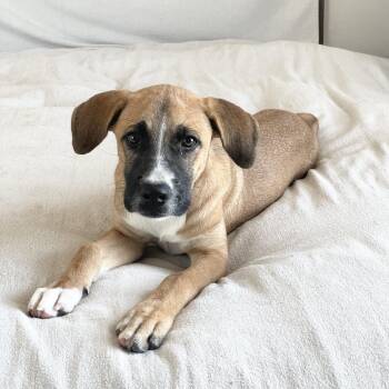 Rescue Labrador Retriever and Boxer Dogs for Adoption in Burlington, North Carolina - Sweet Hope | PetCurious