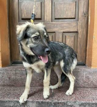 BRUNA -  Shepherd Dog for Adoption in Langley Township, British Columbia - BRUNA | PetCurious