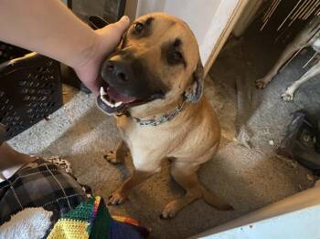 Rescue Black Mouth Cur Dogs for Adoption in San Antonio, Texas - FEISTY | PetCurious