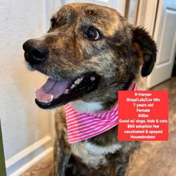 Labrador Retriever and Black Mouth Cur Dogs Available for Adoption in Oviedo, Florida - R-Harper | PetCurious