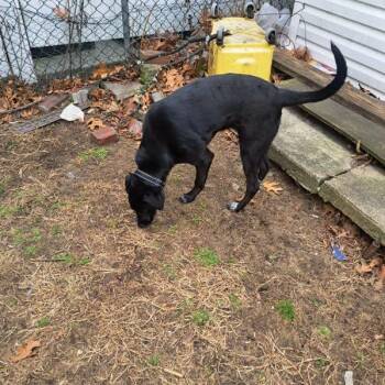 Bestie -  Mixed Breed Dog for Adoption in New York, New York - Bestie | PetCurious