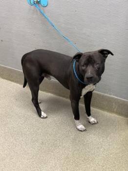 Pit Bull Terrier Dogs Available for Adoption in Las Vegas, Nevada - KANAKS | PetCurious