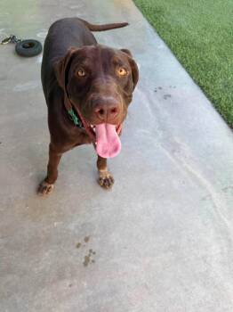 Harold -  Chocolate Labrador Retriever and German Shorthaired Pointer Dog for Adoption in Phoenix, Arizona - Harold | PetCurious