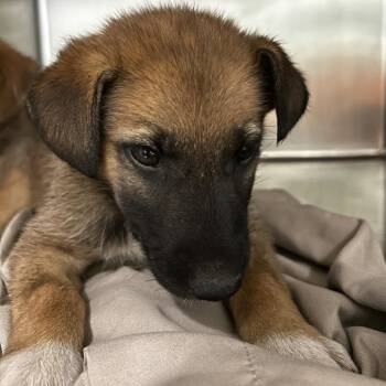 Tia -  Mixed Breed Dog for Adoption in Chattanooga, Tennessee - Tia | PetCurious