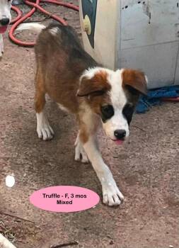 Truffle -  Australian Shepherd Dog for Adoption in Thornton, Colorado - Truffle | PetCurious