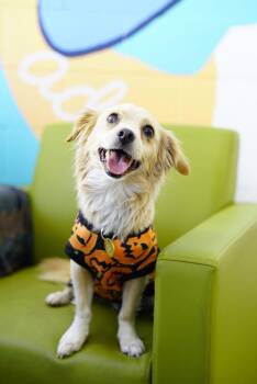 Aldi -  Spaniel Dog for Adoption in Pasadena, California - Aldi | PetCurious