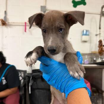 Aaron -  Great Dane and Mixed Breed Dog for Adoption in Edinburg, Texas - Aaron | PetCurious