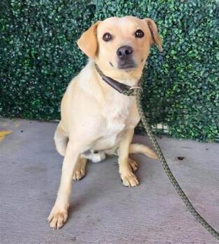 Chihuahua and Mixed Breed Dogs Available for Adoption in El Paso, Texas - Raf* | PetCurious