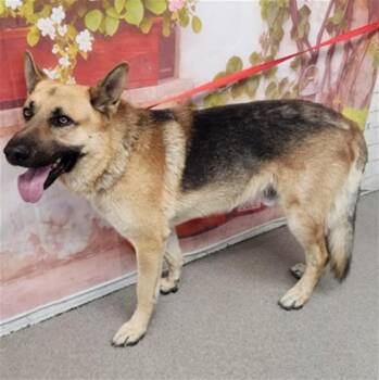 German Shepherd Dog Dogs Available for Adoption in San Bernardino, California - ROCKY | PetCurious