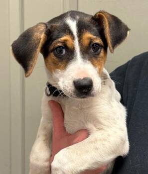 Hound Dogs Available for Adoption in Littleton, Colorado - Beth | PetCurious