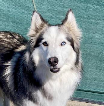 Rescue Husky Dogs for Adoption in Camp Pendleton North, California - Maska | PetCurious