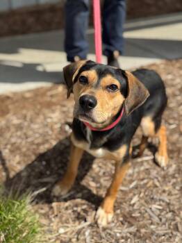 Beagle and Mixed Breed Dogs Available for Adoption in Benton Harbor, Michigan - Chopper | PetCurious