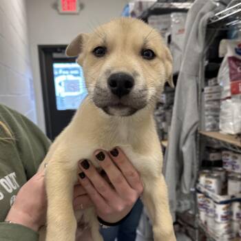 Mixed Breed Dogs Available for Adoption - Benny | PetCurious