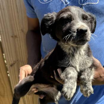 Labrador Retriever Dogs Available for Adoption - Scrappie - Local April 10-12 | PetCurious