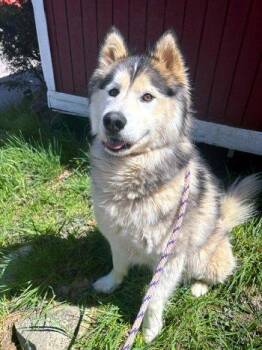 Siberian Husky Dogs Available for Adoption in Bedford Hills, New York - Loki | PetCurious