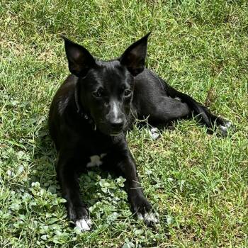 Rescue Black Labrador Retriever Dogs for Adoption in Austin, Texas - Arly (Arlington) JuM | PetCurious