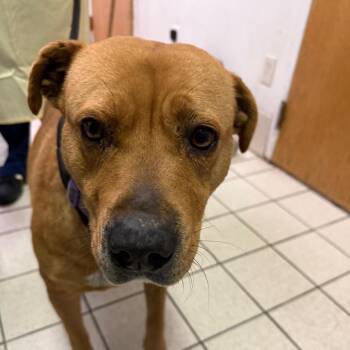 Mixed Breed Dogs Available for Adoption - Chartreuse | PetCurious