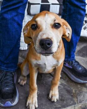 Labrador Retriever Dogs Available for Adoption in Franklin, Tennessee - PUPPY ASH | PetCurious