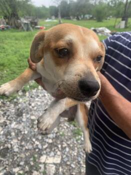 Chihuahua and Terrier Dogs Available for Adoption in Austin, Texas - Poncho | PetCurious