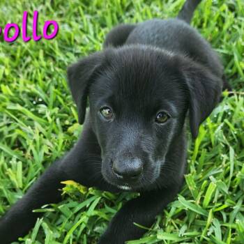 Apollo CS -  Black Labrador Retriever Dog for Adoption in Columbia, Maryland - Apollo CS | PetCurious
