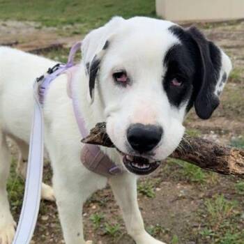 Mixed Breed Dogs Available for Adoption - Falcon | PetCurious