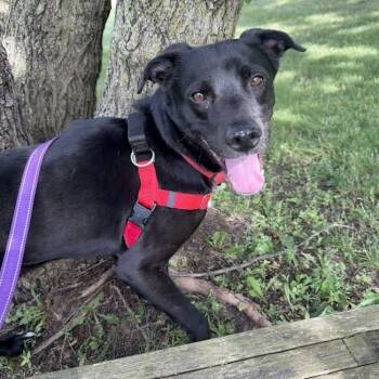 Rescue Labrador Retriever Dogs for Adoption in South Elgin, Illinois - Booth | PetCurious