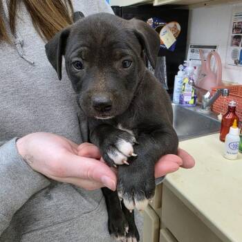 Lemon Meringue -  Mixed Breed Dog for Adoption in Ardmore, Oklahoma - Lemon Meringue | PetCurious