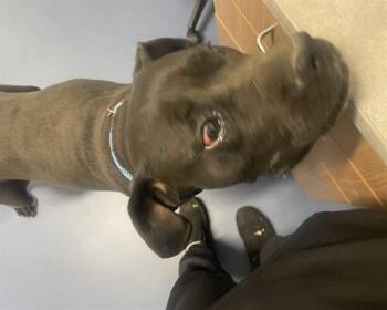 PHOOT -  Boerboel Dog for Adoption in Loveland, Colorado - PHOOT | PetCurious