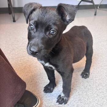 Hanley -  Pit Bull Terrier Dog for Adoption in Clavet, Saskatchewan - Hanley | PetCurious