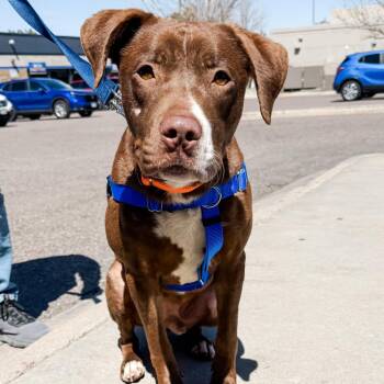 Chocolate Labrador Retriever and Pit Bull Terrier Dogs Available for Adoption in Parker, Colorado - 510 (2026) Benny | PetCurious