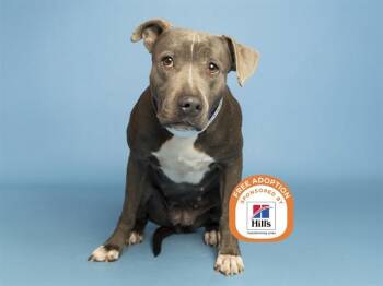 CHANEL -  Pit Bull Terrier and German Shepherd Dog Dog for Adoption in Phoenix, Arizona - CHANEL | PetCurious