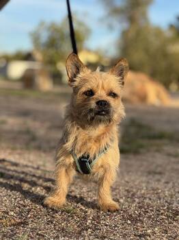 Cairn Terrier Dogs Available for Adoption - Ketchup | PetCurious