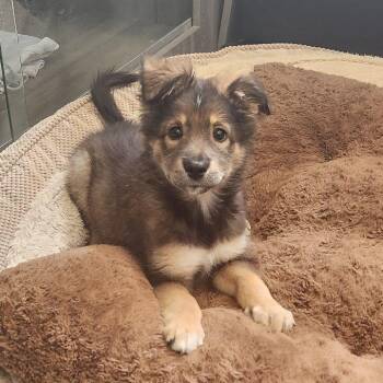 Collie Dogs Available for Adoption in New Rochelle, New York - Hestia | PetCurious