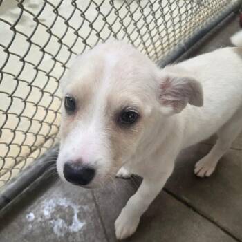 Keith -  Mixed Breed Dog for Adoption in Fort Bragg, California - Keith | PetCurious